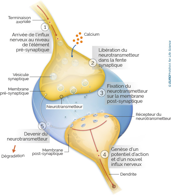 schéma synapse chimique