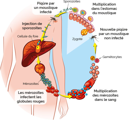 cycle parasite