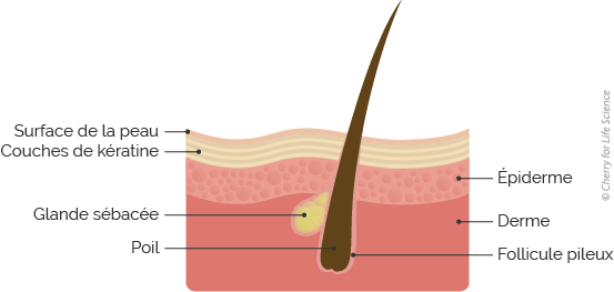 follicule pilo-sébacé