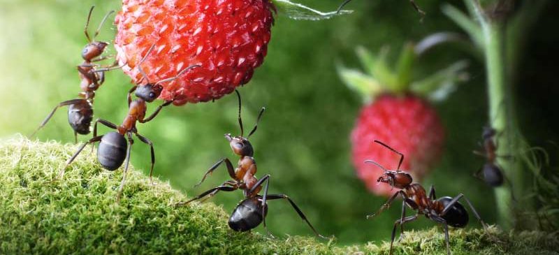 fourmis antibio-résistance