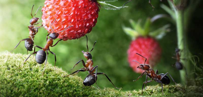 fourmis antibio-résistance