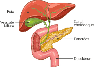 schéma foie pancréas