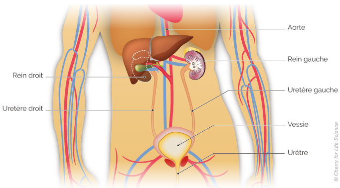 Reins anatomie fonctions