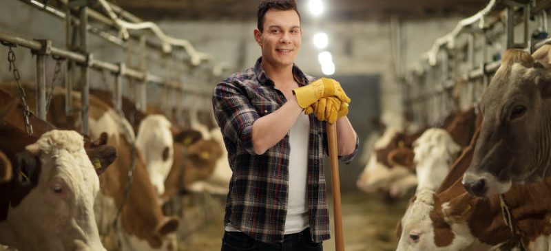 un agriculteur dans une grange avec des vaches. Agriculteurs