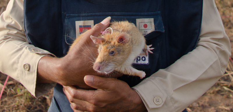 rats géants de gambie pour dépister la tuberculose