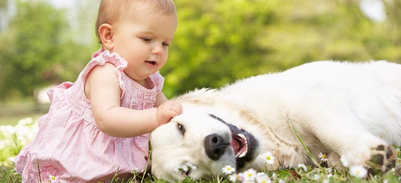 Bébé assis sur l'herbe en compagnie d'un chien