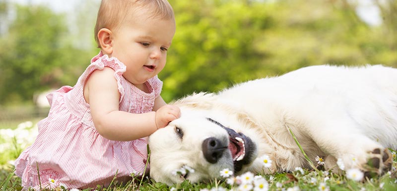 Bébé assis sur l'herbe en compagnie d'un chien