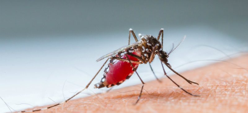 moustique s'apprêtant à piquer - dengue