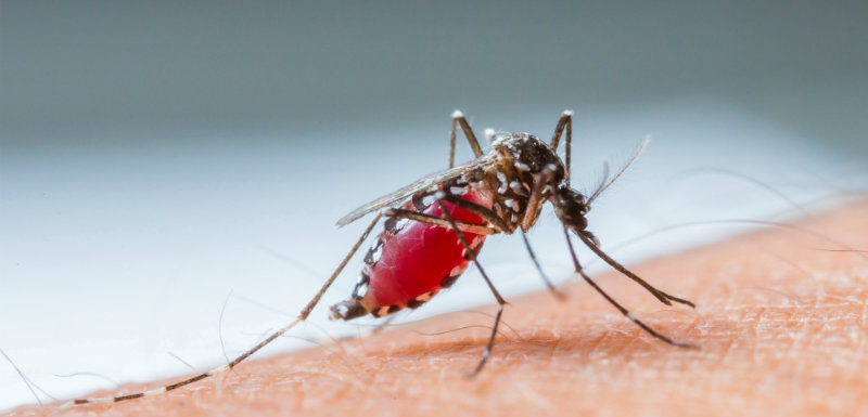 moustique s'apprêtant à piquer - épidémie de dengue