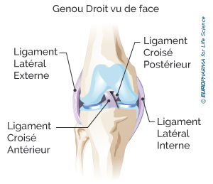 Illustration d'un genou droit vu de face et de ses ligaments