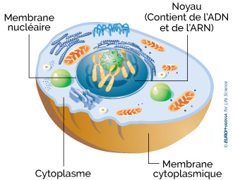 schéma de cellule