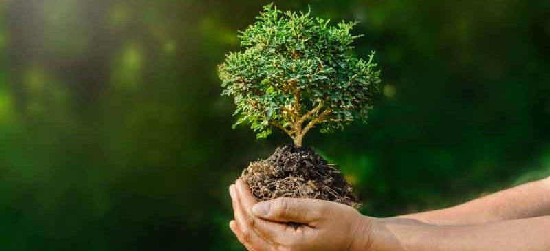 Arbre miniature posé dans deux mains