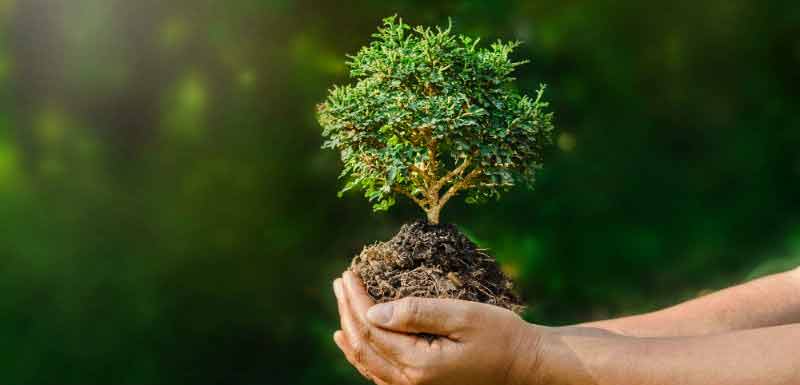 Arbre miniature posé dans deux mains