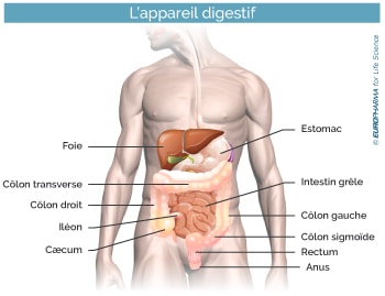 appareil-digestif