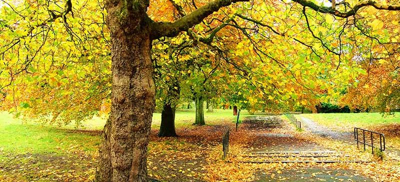 Une forêt en automne