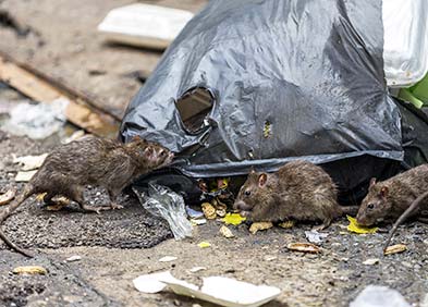 rats responsables de fièvres hémorragiques virales