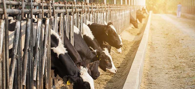 vaches - réchauffement climatique