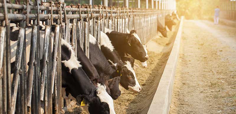 vaches - réchauffement climatique