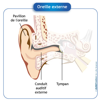 Oreille externe