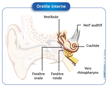 Oreille interne