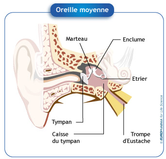 Oreille moyenne