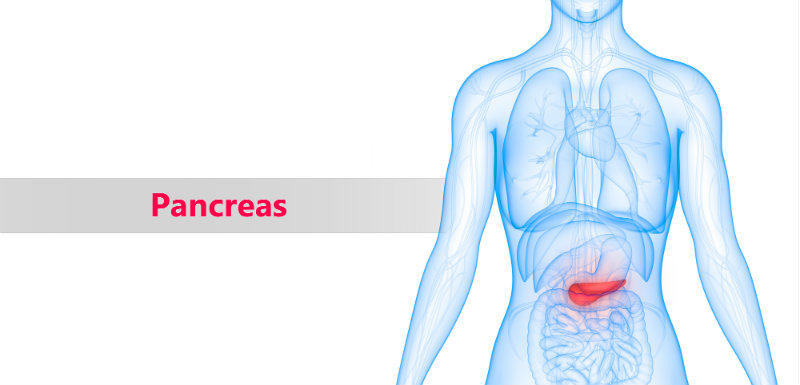 Le cancer du pancréas