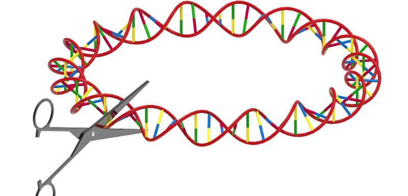 des ciseaux génétiques de la thérapie génique