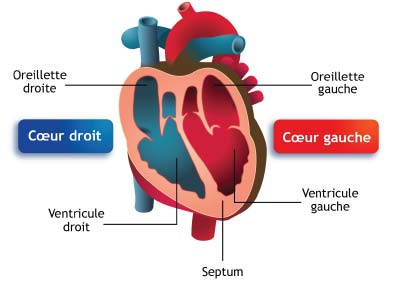 coeur