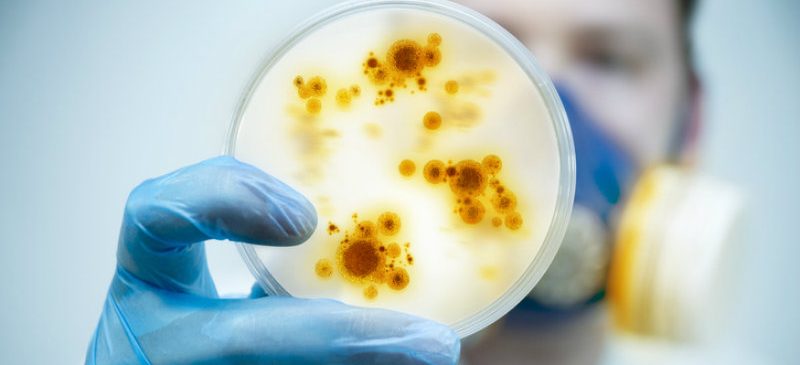 antibioresistance boîte de pétri avec des bactéries