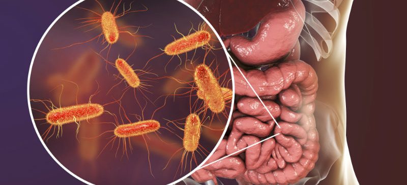 microbiote sanguin, bactéries et intestin