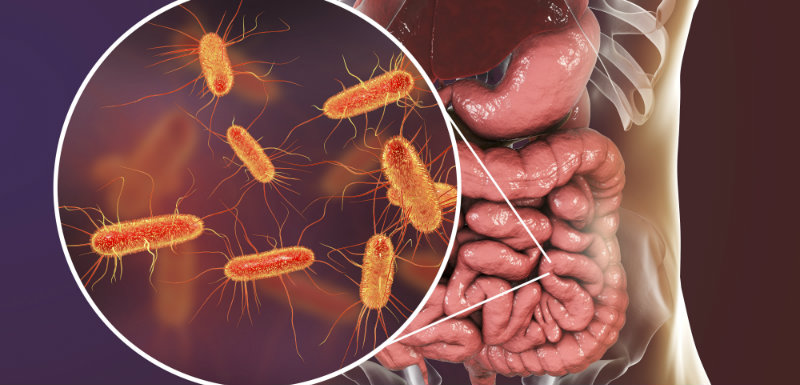 microbiote sanguin, bactéries et intestin