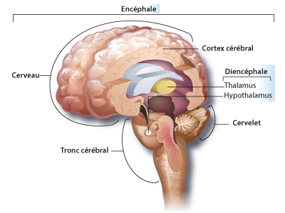 Encephale et traumatismes crâniens