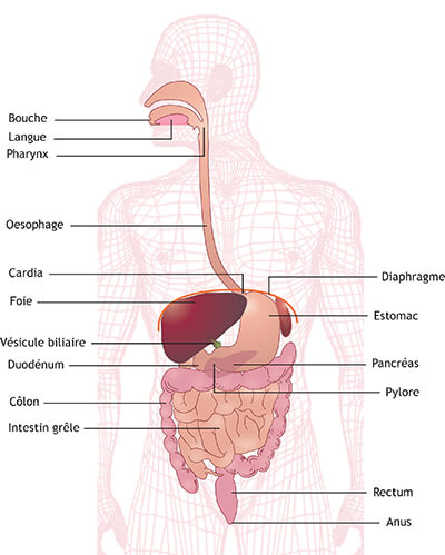 Système digestif et cancer de l'estomac