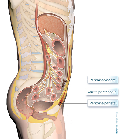 péritoine