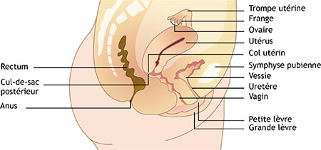 Schéma d'un utérus - coupe sagitale