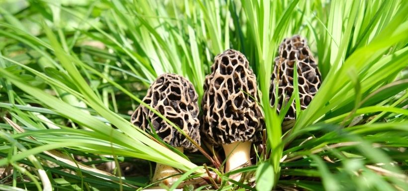 Morilles dans l'herbe