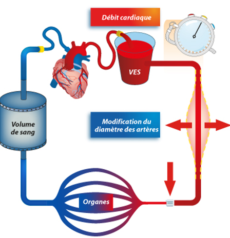 hypotension-pression-arterielle