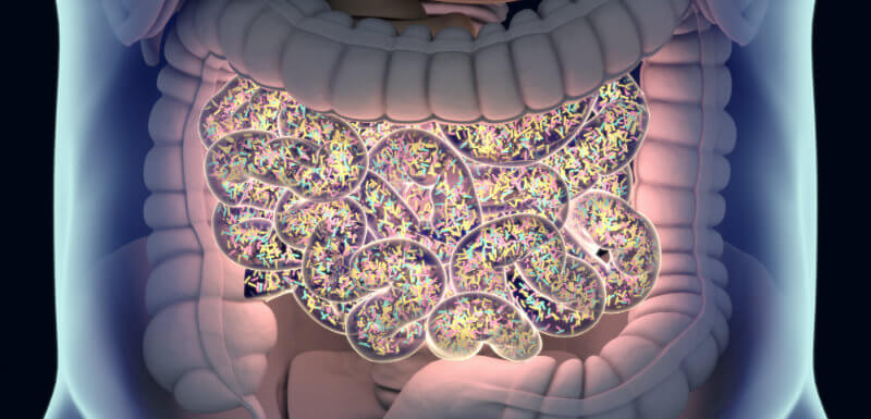 Représentation du microbiote intestinal