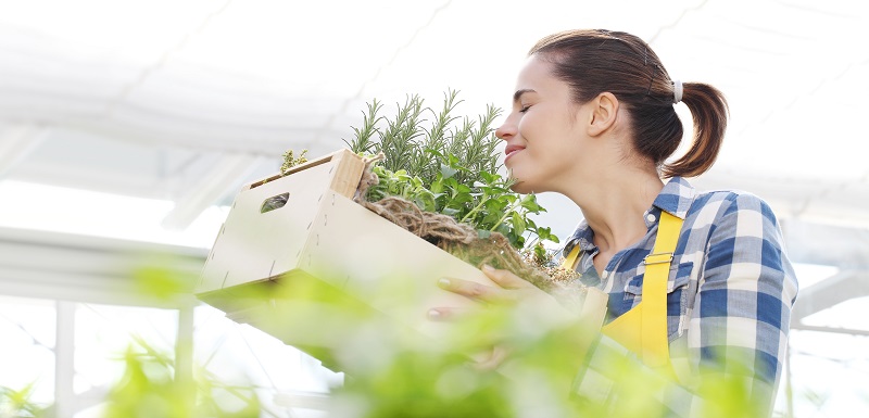 Herbes aromatiques