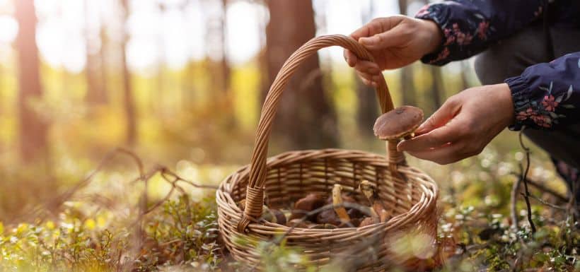 une personne qui cueille des champignons