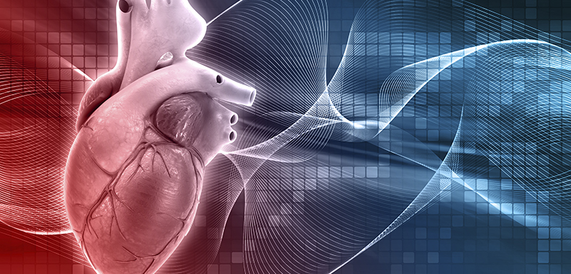 Cœur médical en 3D pour tester infarctus du myocarde avec déoxydihydrocéramide