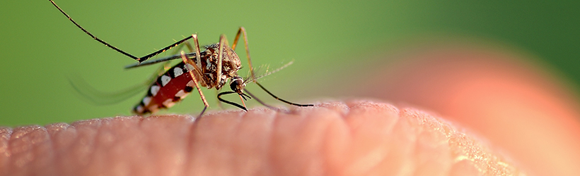 Piqûre de moustique sur le doigt qui transmet le chikungunya