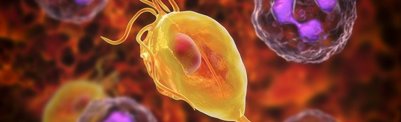 trichomonase