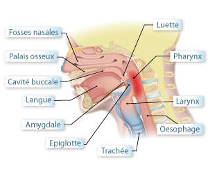 dysphagie-schema