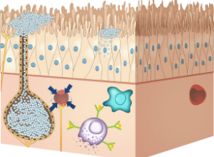 dyskinesie-ciliaire-primitive-appareil-respiratoire