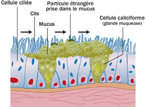 dyskinesie-ciliaire-voie-respiratoire-sinus