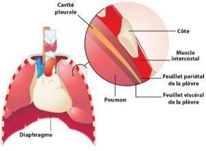 anatomie plèvre