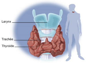 anatomie glande thyroïdienne