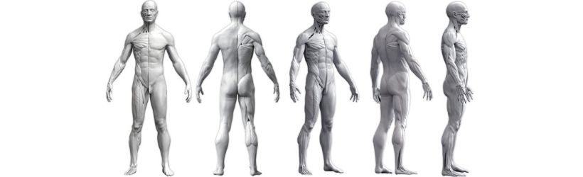 Plusieurs angles de vues qui démontrent le corps humain (anatomie musculaire)