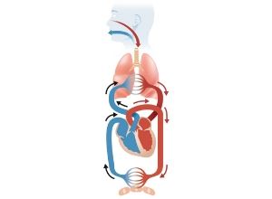 echocardiographie-examen-medical